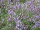 Salvia officinalis D6 10g